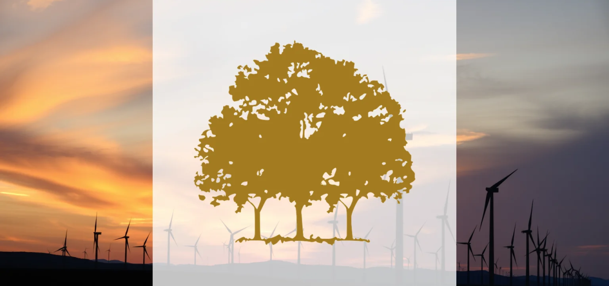 Beitragsbild zu Canopy Growth Aktie: Absturz oder Neuanfang?