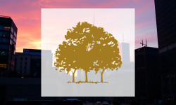 Beitragsbild zu Canopy Growth Aktie: Letzte Hoffnung?