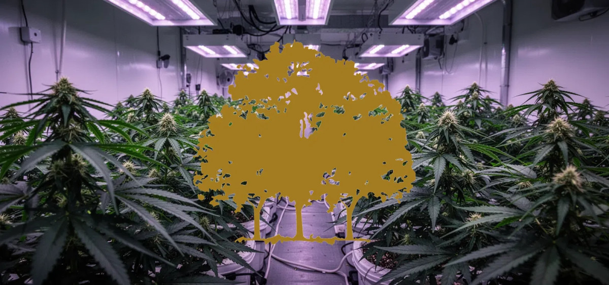 Beitragsbild zu Canopy Growth Aktie: Unangenehme Wahrheiten