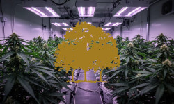 Beitragsbild zu Canopy Growth Aktie: Unangenehme Wahrheiten