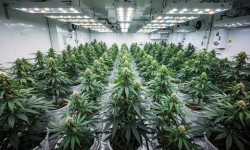 Beitragsbild zu Tilray Aktie: Analyst drückt Daumen