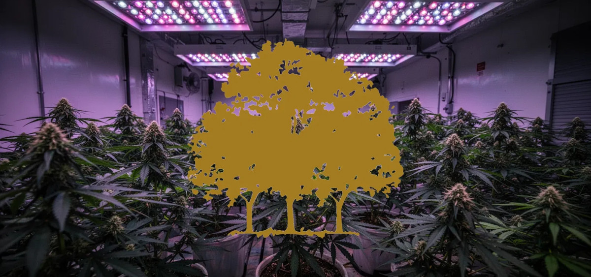 Beitragsbild zu Canopy Growth Aktie: Druck durch Leerverkäufer