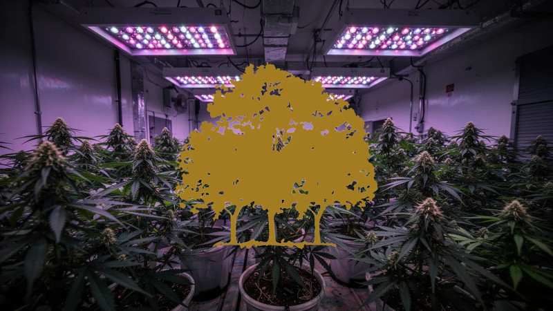 Beitragsbild zu Canopy Growth Aktie: Druck durch Leerverkäufer