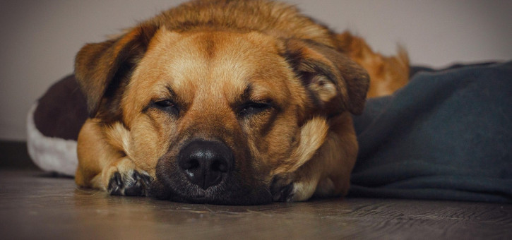 Beitragsbild zu Arbeitsrecht – Sind Hunde im Büro erlaubt?