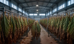 Beitragsbild zu British American Tobacco Aktie: Gewinnende Dynamik!