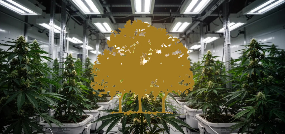 Beitragsbild zu Canopy Growth Aktie: Aufstieg zum Branchenprimus