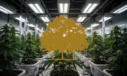 Beitragsbild zu Canopy Growth Aktie: Aufstieg zum Branchenprimus