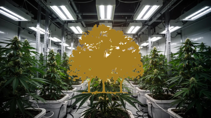 Beitragsbild zu Canopy Growth Aktie: Aufstieg zum Branchenprimus
