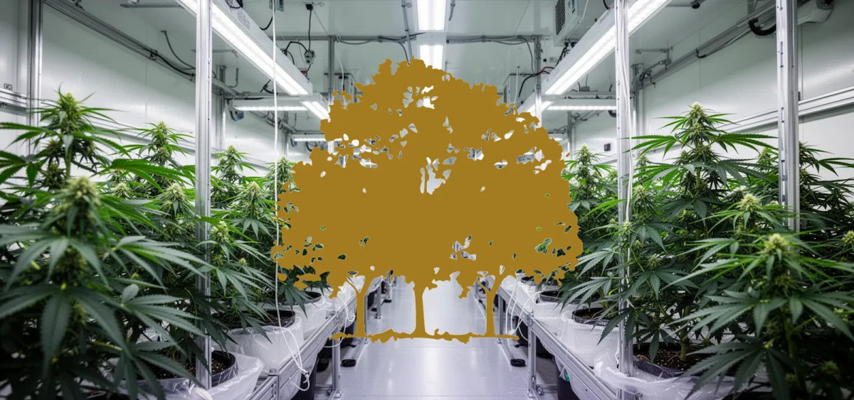Beitragsbild zu Canopy Growth Aktie: Wachstumsstärke demonstriert