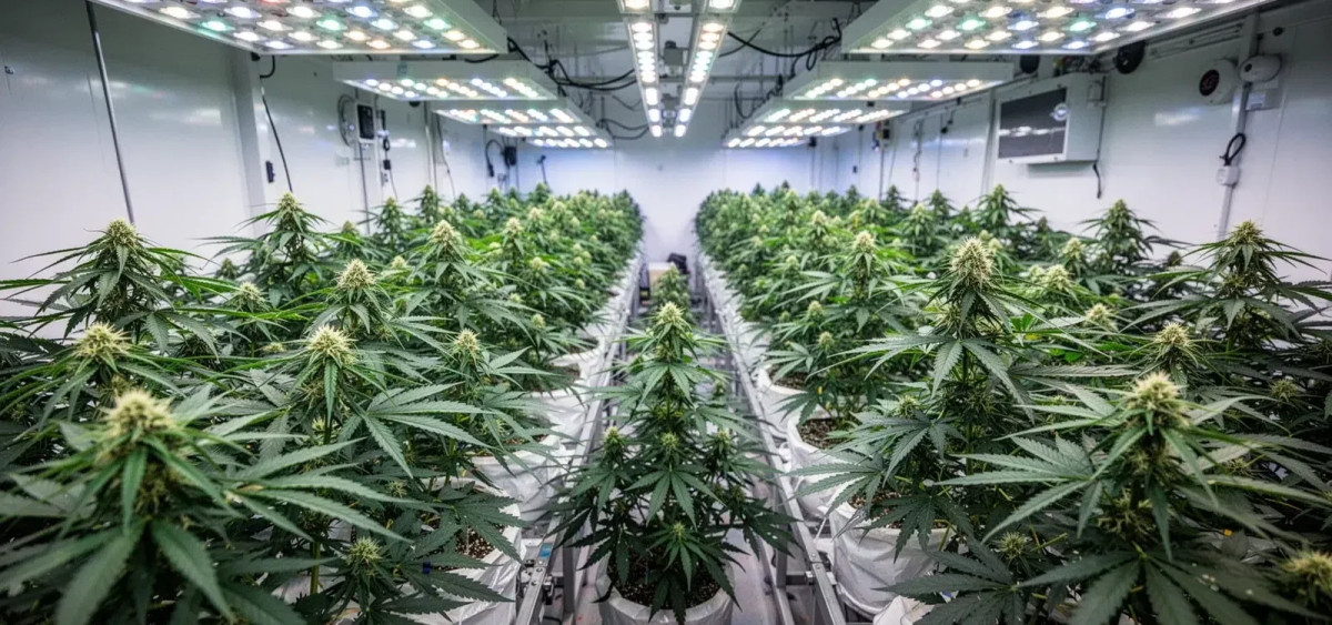 Beitragsbild zu Canopy Growth Aktie: MTL-Deal steht