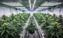 Beitragsbild zu Canopy Growth Aktie: MTL-Deal steht