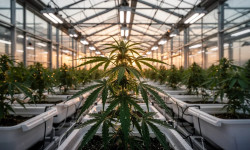 Beitragsbild zu Canopy Growth Aktie: Relevante Informationen