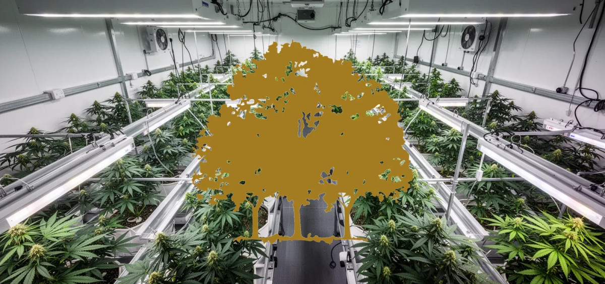 Beitragsbild zu Canopy Growth Aktie: Profitabilität im Visier