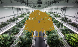 Beitragsbild zu Canopy Growth Aktie: Profitabilität im Visier