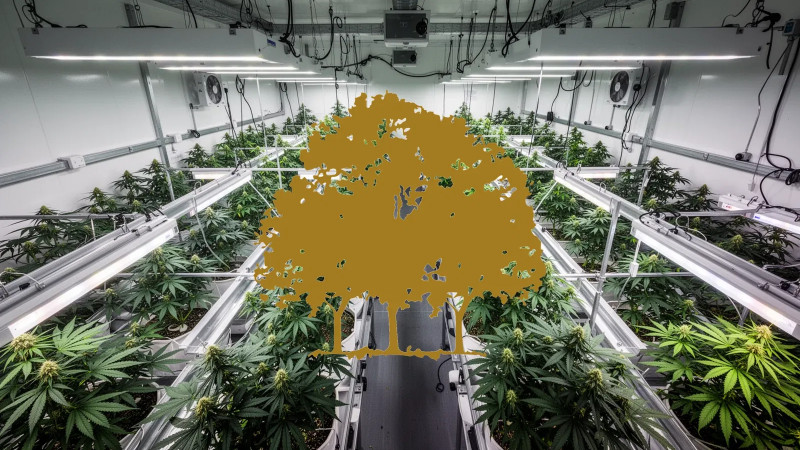 Beitragsbild zu Canopy Growth Aktie: Profitabilität im Visier