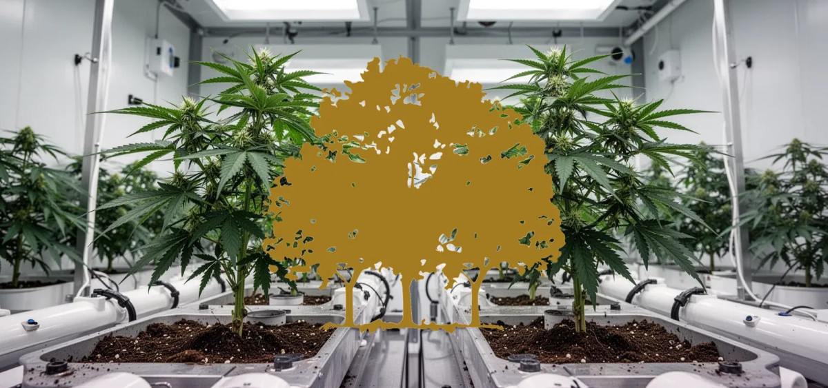 Beitragsbild zu Canopy Growth Aktie: Fusion steht