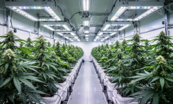Beitragsbild zu Canopy Growth Aktie: MTL-Übernahme perfekt