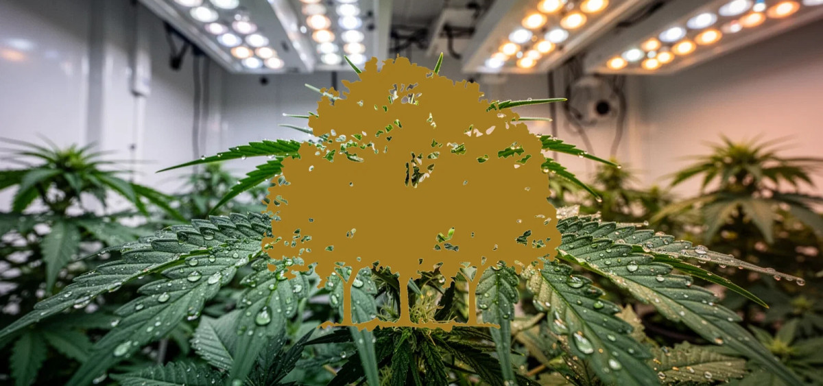 Beitragsbild zu Canopy Growth Aktie: Operative Lichtblicke