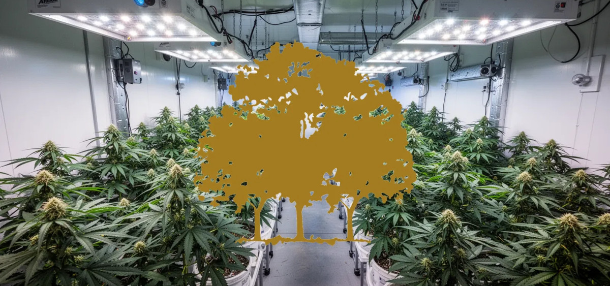 Beitragsbild zu Canopy Growth Aktie: Unerwartete Knackpunkte?