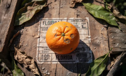 Beitragsbild zu Orangensaft: Florida-Engpass droht