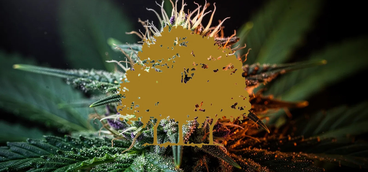 Beitragsbild zu Canopy Growth Aktie: Entscheidung naht