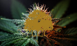 Beitragsbild zu Canopy Growth Aktie: Entscheidung naht