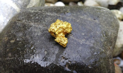 Beitragsbild zu Ob Gold-Bulle oder -Bär, ist hier eigentlich egal