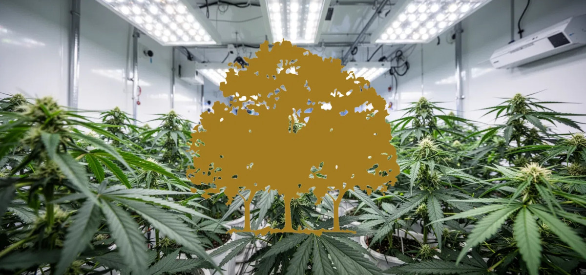 Beitragsbild zu Canopy Growth Aktie: Hochstufung nach MTL-Deal