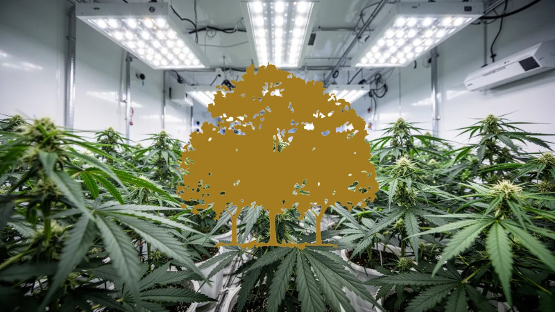 Beitragsbild zu Canopy Growth Aktie: Hochstufung nach MTL-Deal