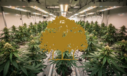 Beitragsbild zu Canopy Growth Aktie: Deutlich unterbewertet