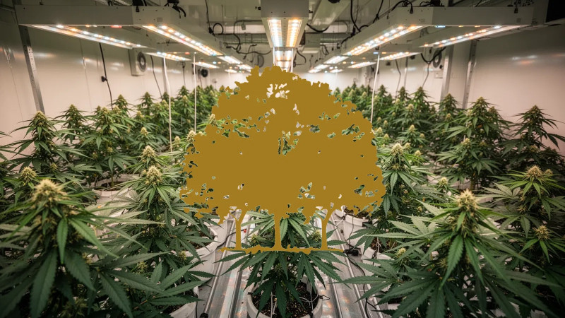 Beitragsbild zu Canopy Growth Aktie: Deutlich unterbewertet