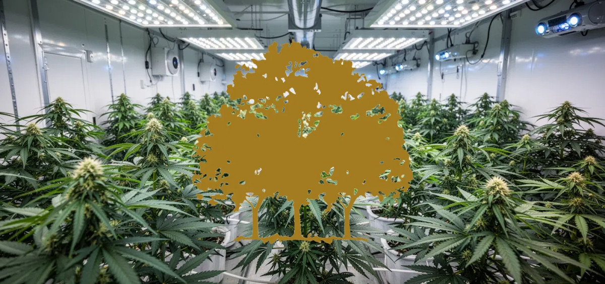 Beitragsbild zu Canopy Growth Aktie: Wackeliger Boden!