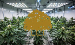 Beitragsbild zu Canopy Growth Aktie: Wackeliger Boden!