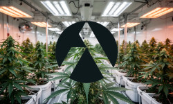 Beitragsbild zu Tilray Aktie: UK-Expansion gestartet