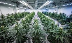 Beitragsbild zu Canopy Growth Aktie: MTL-Deal
