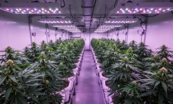 Beitragsbild zu Canopy Growth Aktie: Größter Medizinalanbieter