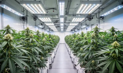 Beitragsbild zu Canopy Growth Aktie: Zahlen überzeugen