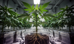Beitragsbild zu Canopy Growth Aktie: Bewährungsprobe läuft