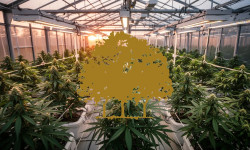 Beitragsbild zu Canopy Growth Aktie: Hoffnung auf die Wende