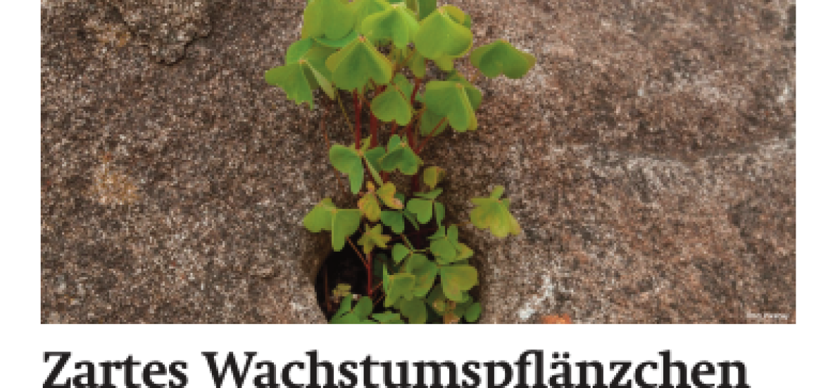 Beitragsbild zu News aus dem Börse Express PDF vom 05.02.2025 - Zartes Wachstumspflänzchen