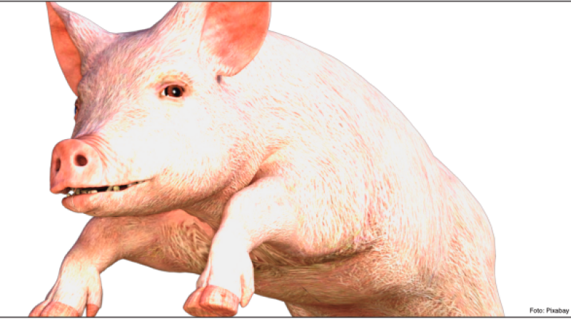 Beitragsbild zu Von Kostolany, getriebenen Säuen und der Rache der Dinosaurier