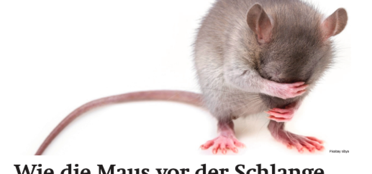 Beitragsbild zu Wiener Börsenews (und mehr): Wie die Maus vor der Schlange
