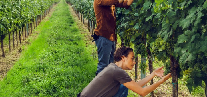 Beitragsbild zu Kwizda Agro setzt auf Hefe und Orangenöl im Weinbau
