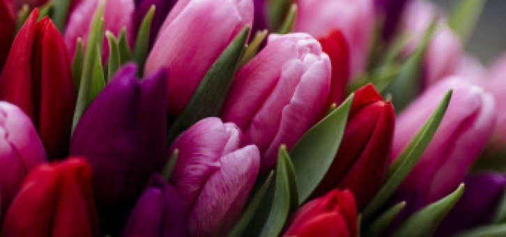 Beitragsbild zu Valentinstag 2025 - Liebesgrüße von den blühenden Betrieben Österreichs