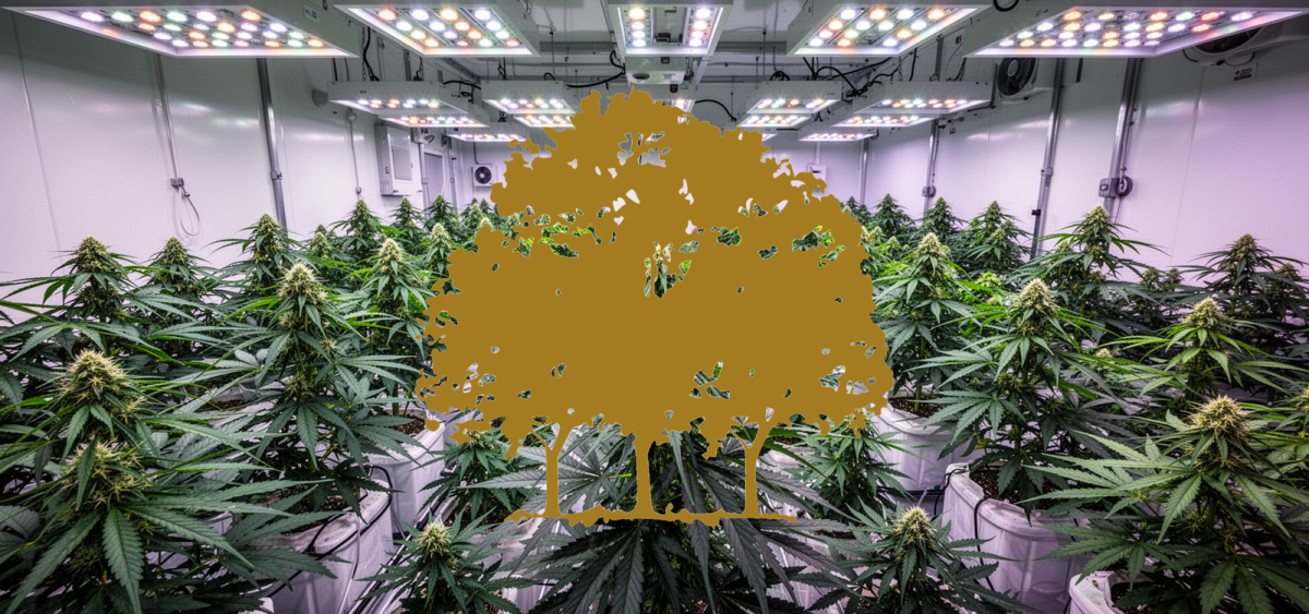 Beitragsbild zu Canopy Growth Aktie: Anwachsende Renditen!