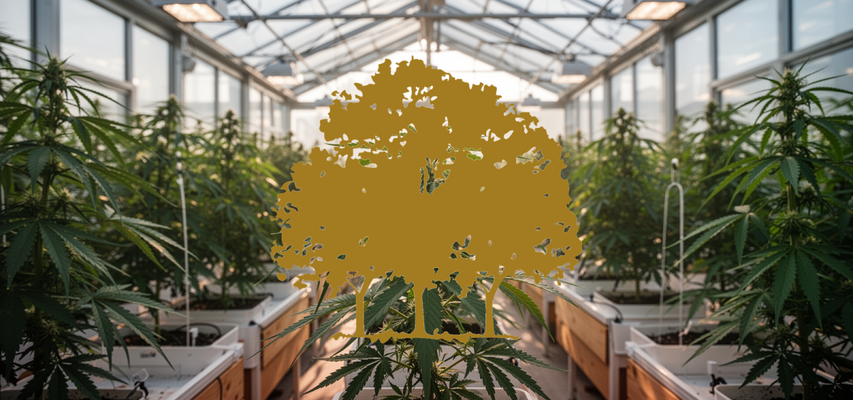 Beitragsbild zu Canopy Growth Aktie: Bullen lieben's!