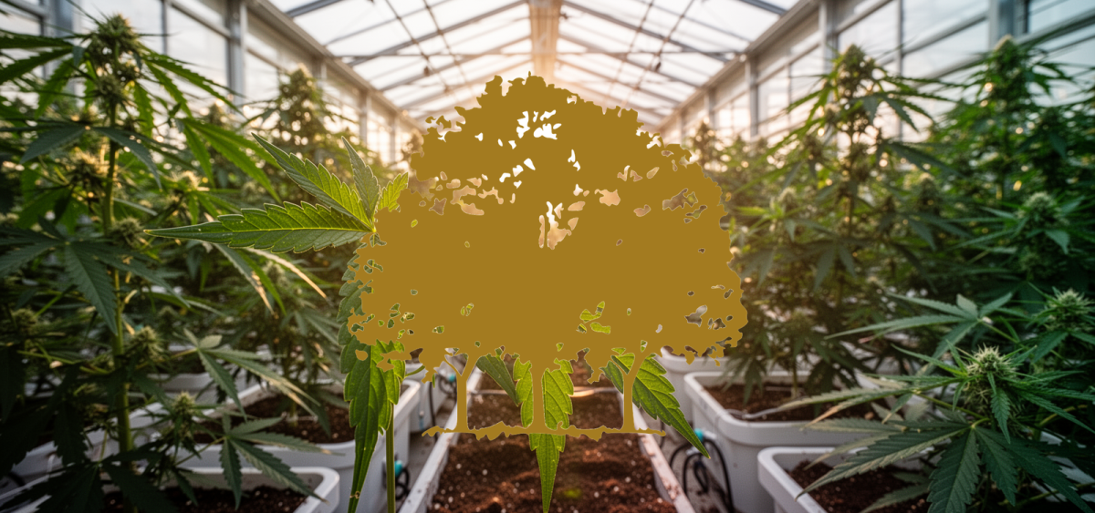 Beitragsbild zu Canopy Growth Aktie: Grünes Licht