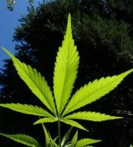 Cannabis Hanf Pixabay rexmedien 30 default cropped 30 default cropped