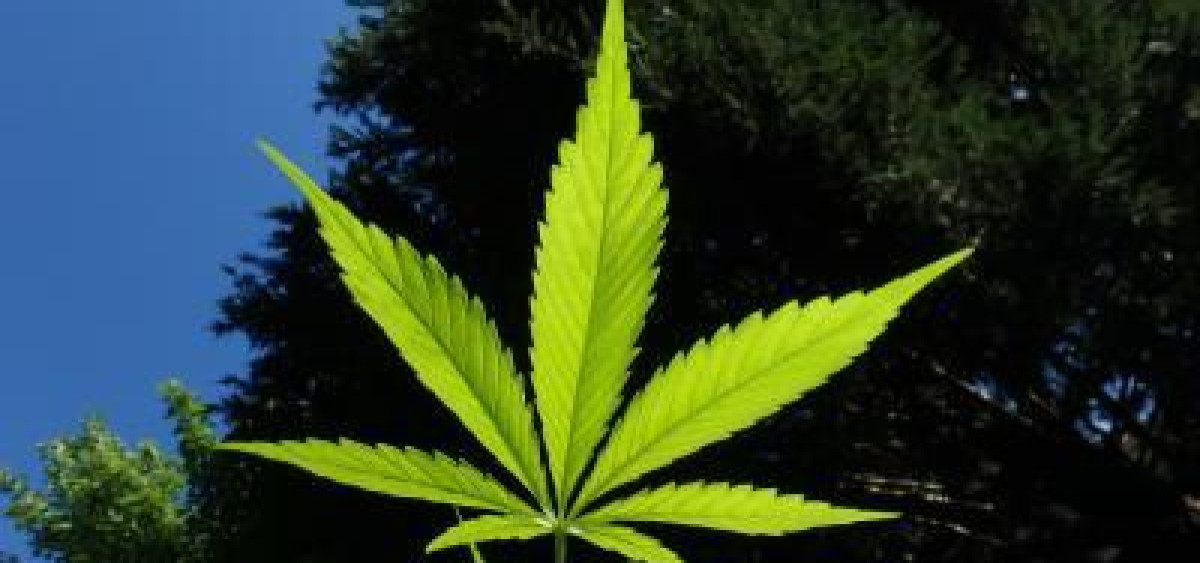 Beitragsbild zu Boom oder Blase? Wie Legalisierungswellen Aktienmärkte aufwühlen