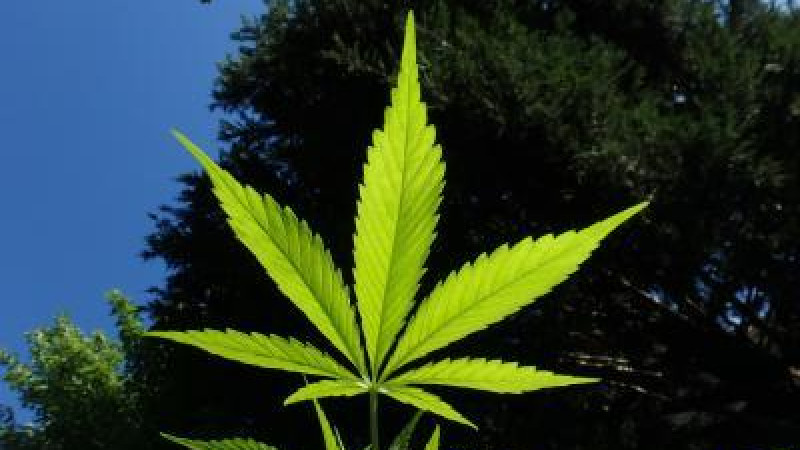 Beitragsbild zu Boom oder Blase? Wie Legalisierungswellen Aktienmärkte aufwühlen